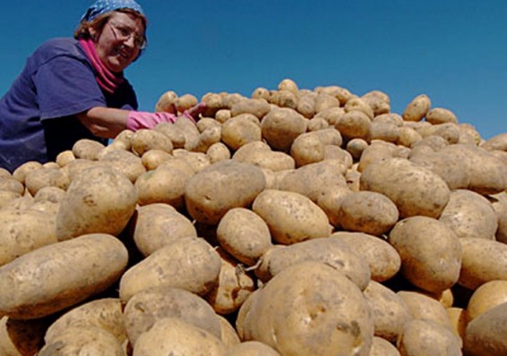 Белорусский картофель - абсолютный лидер по росту цен в ЕАЭС