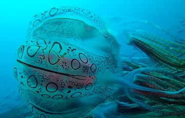 У берегов Папуа — Новой Гвинеи нашли новый вид гигантских медуз