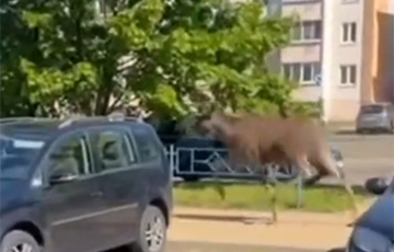 На улицах Солигорска заметили лосей