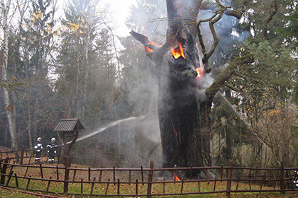 В Польше сгорел 750-летний дуб