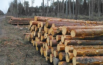Из-за санкций беларусские лесхозы продают лес Китаю за копейки