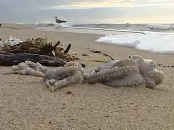 На португальское побережье выбросило тысячи мертвых осьминогов