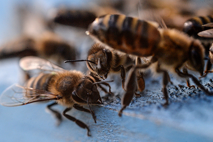 Мозг пчел поможет удешевить камеры