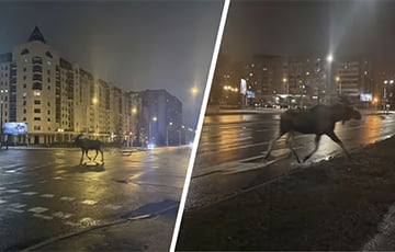В центре Минска на улицах заметили лося