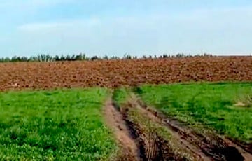 Беларусские дачники возмущены вспаханным полем