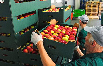 Более 20 тонн польских яблок уничтожили на полигоне в Туле