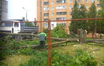 Жители Серебрянки, возмущенные вырубкой деревьев, пожаловались в прокуратуру и Мингорисполком