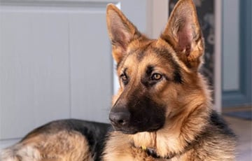 Собака беларуски поправилась на три килограмма и это вызвало вопросы на границе