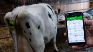 Создана система управления молочной фермой на основе интернета вещей