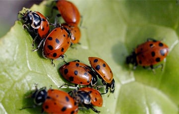 Британцы столкнулись с нашествием божьих коровок