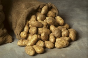 Могилевская область значительно увеличит стабилизационные запасы картофеля