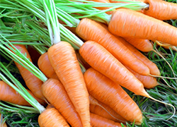 Россельхознадзор вернул в Беларусь около трех тонн моркови