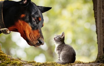 Почему псы-альтруисты, а коты-индивидуалисты?