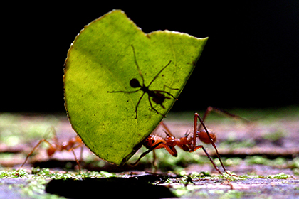 Ученые нашли муравьиные туалеты