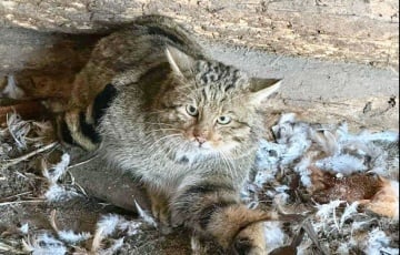 Беларусские сельчане поймали загадочного зверя