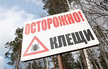 Беларусы предложили новые меры против клещей