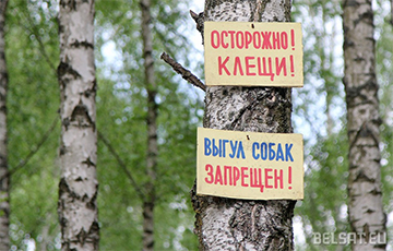 В Беларуси сезон активности клещей