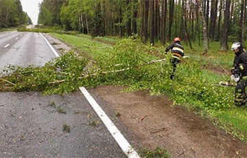 Дорогу между Слонимом и Барановичами завалило упавшими деревьями