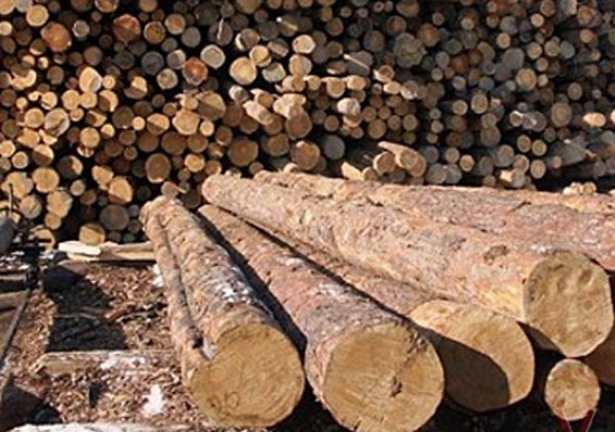 Утверждены объемы реализации древесины вне биржы