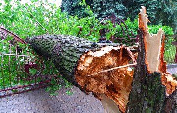 В Бресте сильный ветер «срубил» дерево, а дождь затопил улицу Гоголя