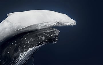 Редчайшего морского гиганта запечатлели на камеру