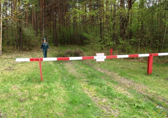 В восьми районах Беларуси введены ограничения на посещение лесов