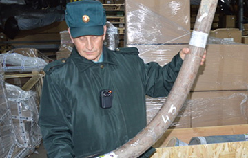 Московитская тарможня не пустила в Беларусь бивни мамонта
