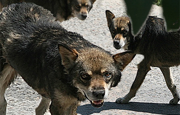 Стая агрессивных собак терроризирует жителей Новополоцка