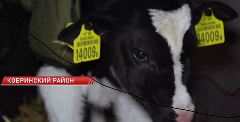 В Беларуси телятам надевают теплые жилеты