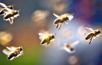 Почему пчелы падают, когда пролетают над зеркалом
