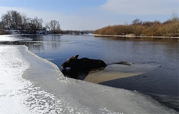 В Гомельском районе спасли лося, провалившегося под лед