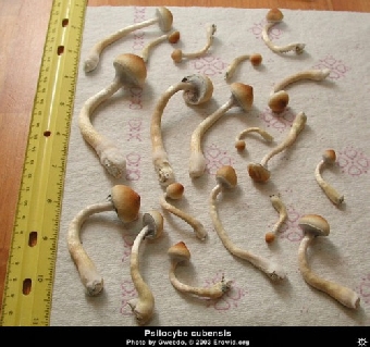 Галлюциногенные грибы найдены у минчанина