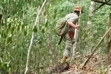 В Мексике обнаружили затерянный город майя