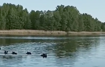 На Браславских озерах сняли, как стадо диких кабанов переплывает водоем