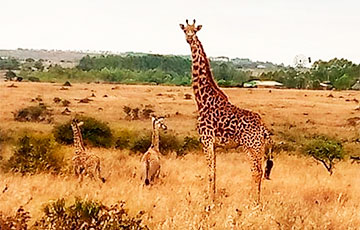 Очень редкие жирафы-близнецы родились в Кении