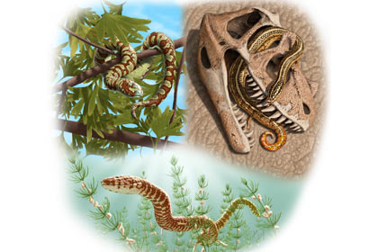 Найдены древнейшие ископаемые змеи на планете