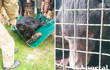 После бегства московитов бойцы ВСУ обнаружили под Лиманом контуженного медведя
