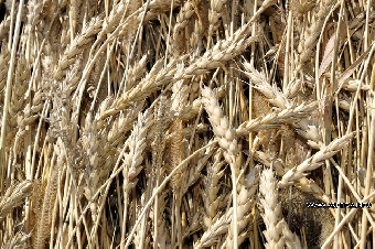 Намолот зерна в хозяйствах Беларуси достиг 6,5 млн.т