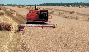 Хозяйства Беларуси завершают уборку зерновых