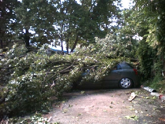 Пять автомобилей повреждены в Минске упавшими из-за порывистого ветра деревьями