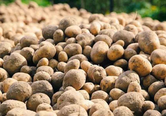 Картофеля в этом году выйдет меньше. Однако будут белорусские арбузы