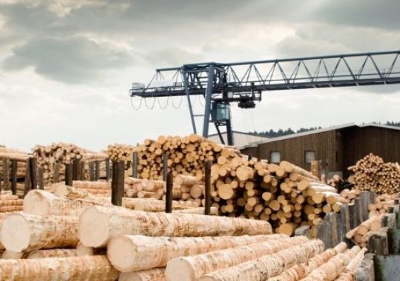 «Беллесбумпром» планирует увеличить объем переработки древесины в 2019 году