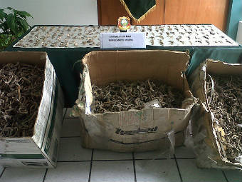 В Перу конфисковали 16 тысяч сушеных морских коньков