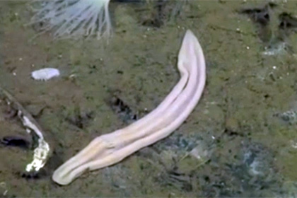 Ученые разгадали тайну подводного «фиолетового носка»