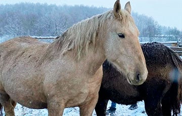 В Освее хотят продать на мясо единственную национальную породу лошадей