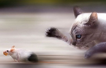 Ученые рассказали, почему не все кошки умеют ловить мышей