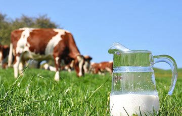 Как белорусское молоко разбавляют водой