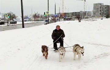 Брестчанин ездит по городу на собачьей упряжке