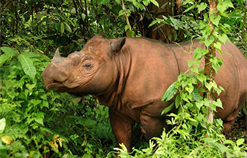 Ученые собираются создавать редких носорогов из стволовых клеток