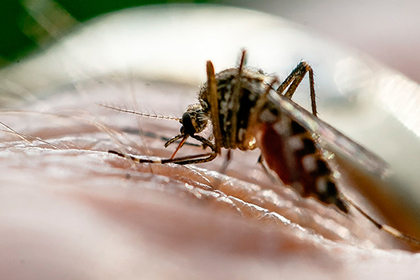 Пользователя Twitter пожизненно заблокировали за убийство комара